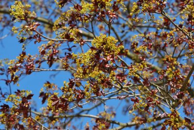Acer platanoides 'Crimson King' - javor mléčný 'Crimson King' - v jarní koruně